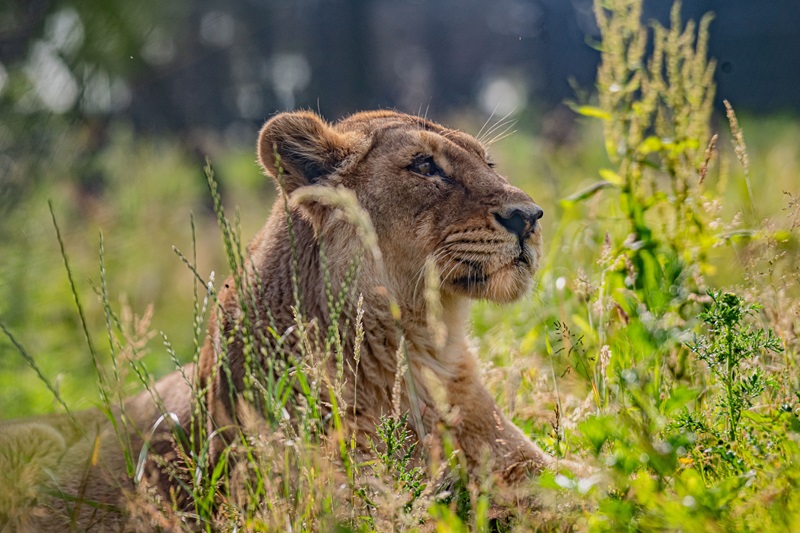 Lioness at Chester Zoo